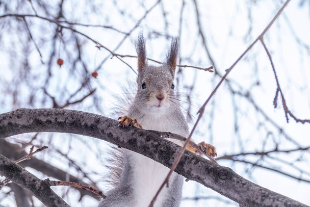L'écureuil est assis sur des branches sans feuilles en hiver ou en automne. Écureuil roux d'Eurasie, Sciurus vulgaris - Photo, image