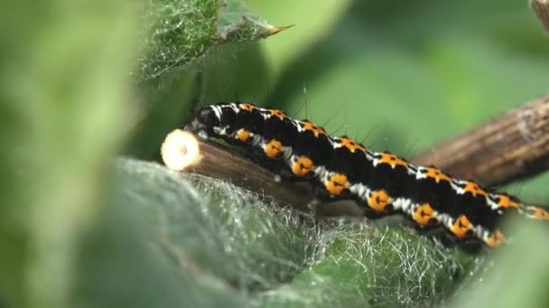 Giftige Raupen, eine Braunkehlchen-Raupe, die auf einem grünen Blatt im Sommerwald sitzt. Makroaufnahme eines Insekts in der Tierwelt - Filmmaterial, Video