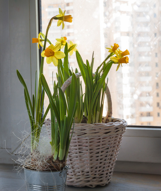 Daffodils on the window and the window it is snowing - Photo, Image