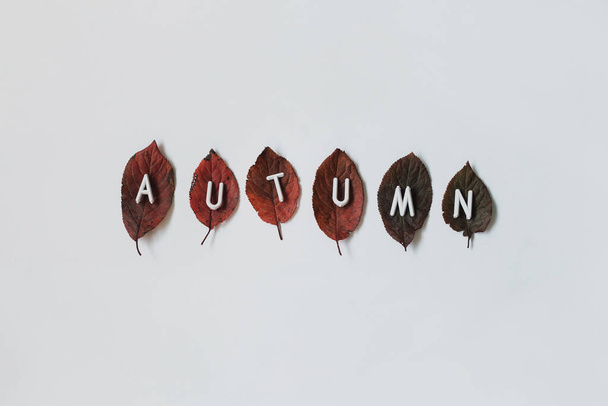 Creativo mínimo Autumn flat lay composición, de hojas rojas caídas y letras sobre fondo blanco. Simulacro simple y lindo para una placa de estado de ánimo de otoño o plantilla de diseño. Vista superior con espacio de copia.    - Foto, imagen