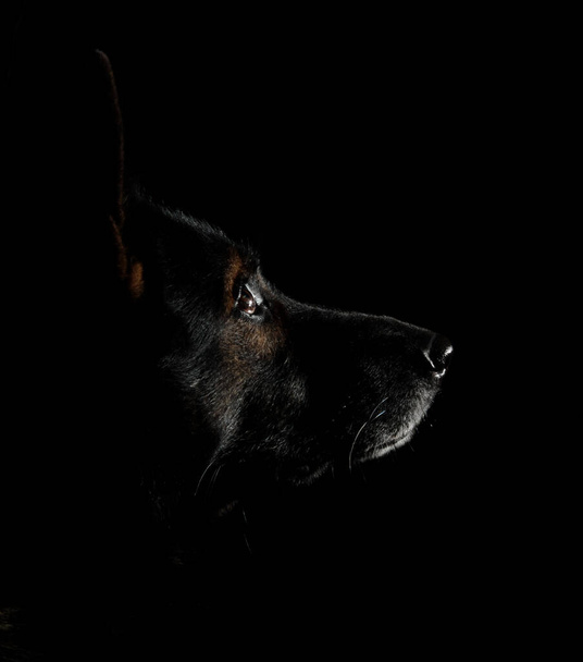 Retrato oscuro de un pastor alemán negro en un fondo negro - Foto, Imagen