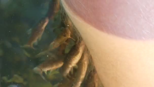 Δέρμα από κοντινή θέα, όπου ξεφλούδισμα με ψάρια. Πεντικιούρ ψαριού από Garra rufa ψάρια. Φροντίδα ποδιών με φυσικό ξεφλούδισμα και μασάζ. φροντίδα του δέρματος spa τελετουργικό - Πλάνα, βίντεο
