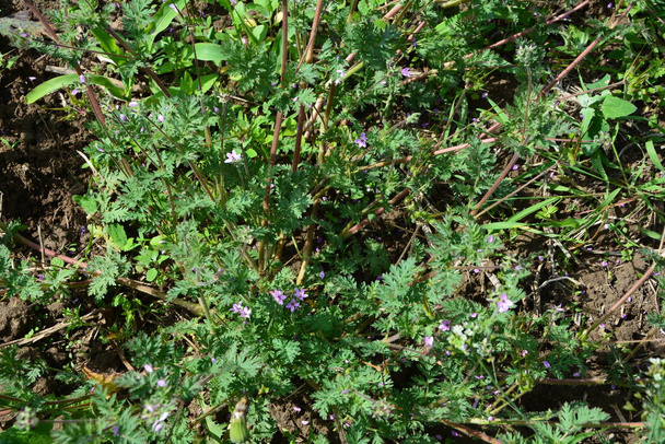 Close up of small flower of Erodium cicutarium. Erodium cicutarium redstem filaree, redstem stork's bill - Photo, Image