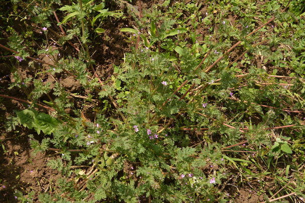 Nahaufnahme einer kleinen Blüte des Erodium cicutarium. Erodium cicutarium rotstamm filaree, Rotstamm-Storchenschnabel - Foto, Bild
