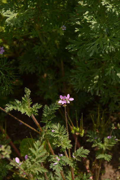 Nahaufnahme einer kleinen Blüte des Erodium cicutarium. Erodium cicutarium rotstamm filaree, Rotstamm-Storchenschnabel - Foto, Bild