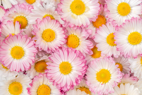 Natural background with blossoming daisies (bellis perennis). Amazing daisies, Bellis perennis flower heads  - Φωτογραφία, εικόνα