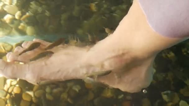 Garra Rufa cura del piede di pesce con peeling naturale e massaggio. Nel processo, secernono enzimi speciali che promuovono la rigenerazione e migliorano l'elasticità della pelle. I pesci scelgono solo le aree danneggiate della pelle. - Filmati, video