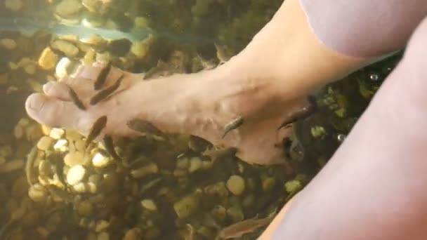 Garra Rufa cura del piede di pesce con peeling naturale e massaggio. Nel processo, secernono enzimi speciali che promuovono la rigenerazione e migliorano l'elasticità della pelle. I pesci scelgono solo le aree danneggiate della pelle. - Filmati, video