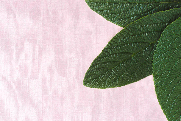 On a pink textured background, viburnum leaves are wrinkled. The leaves are located in the upper right corner. - Φωτογραφία, εικόνα
