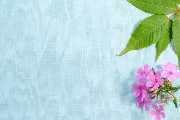 On a textured blue background, green sumac leaves and pink Phlox flowers. Copy space. - Photo, image