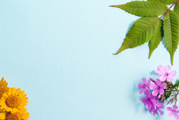 On a textured blue background, green sumac leaves, pink Phlox flowers and yellow navel flowers.. Copy space. - Foto, immagini