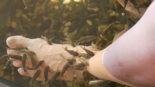 Garra Rufa pielęgnacji stóp ryb z naturalnych peelingu i masażu. W procesie wydzielają one specjalne enzymy, które promują regenerację i poprawiają elastyczność skóry. Ryby wybierają tylko uszkodzone obszary skóry. - Materiał filmowy, wideo