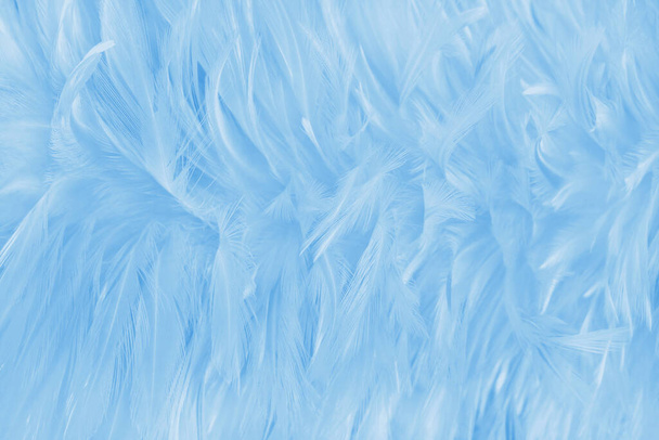 Gyönyörű fény kék madár tollak minta textúra háttér. - Fotó, kép