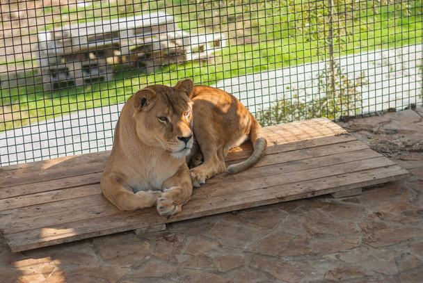 Gran león hembra acostado dentro de la jaula y mirando con cautela - Foto, imagen