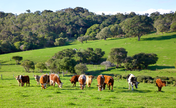 Australian Cattle Farm - Photo, Image