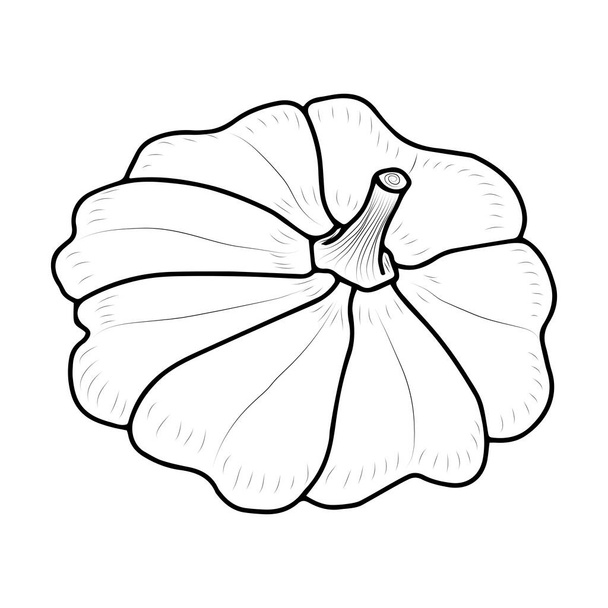Sketch of the squash. Vector isolated element for design. Vegetables for health. - Vetor, Imagem