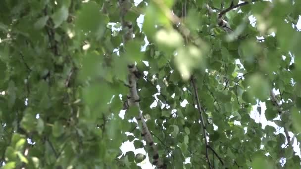 Las hojas de abedul y las ramas se balancean en el viento en un campo de verano - Metraje, vídeo