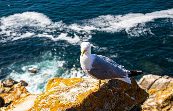 Φωτογραφία ενός όμορφου και νεαρού γλάρου στην κορυφή ενός βράχου με τον ωκεανό στο πίσω μέρος του νησιού Cies, στη Γαλικία, Ισπανία. Ηλιόλουστη μέρα, καλοκαίρι, διακοπές. - Φωτογραφία, εικόνα