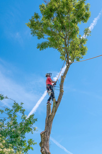 Χειρουργός δένδρων ή Arborist χρησιμοποιώντας σχοινιά και ιμάντα πάνω σε ψηλό δέντρο. - Φωτογραφία, εικόνα