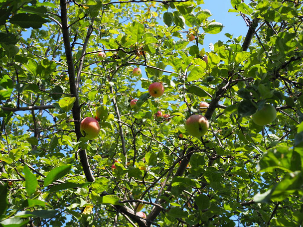 Βιολογικά μήλα που κρέμονται από κλαδί δέντρου σε οπωρώνα μήλου. - Φωτογραφία, εικόνα