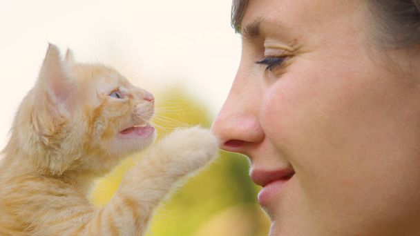 CERRAR: Adorable naranja tabby gatito maulla y toca la nariz de la joven. - Foto, imagen