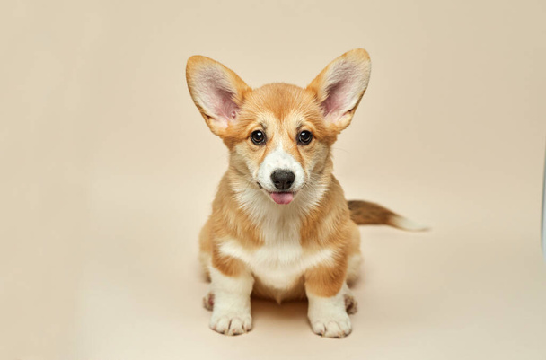 Adorable cute puppy Welsh Corgi Pembroke shows tongue and sitting on light background - Zdjęcie, obraz