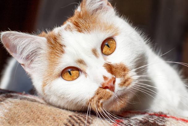 Bílá a červená kočka s oranžovýma očima zblízka - Fotografie, Obrázek
