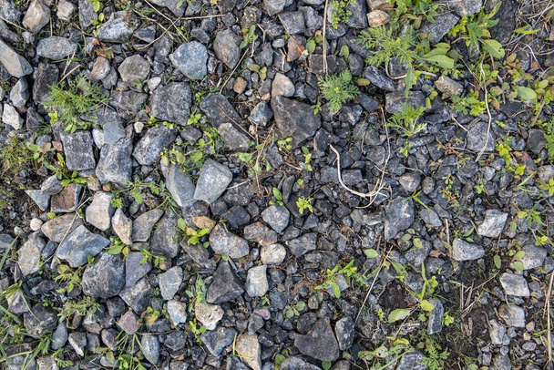 background and texture of the surface of the ground. Forest trodden path. - Photo, Image
