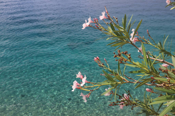 Λουλούδια από ροζ πικροδάφνη με φόντο το τυρκουάζ Αδριατική θάλασσα.Κενή θέα από ροζ άνθη πικροδάφνης με φόντο τα γαλαζοπράσινα νερά σε μια ηλιόλουστη μέρα - Φωτογραφία, εικόνα