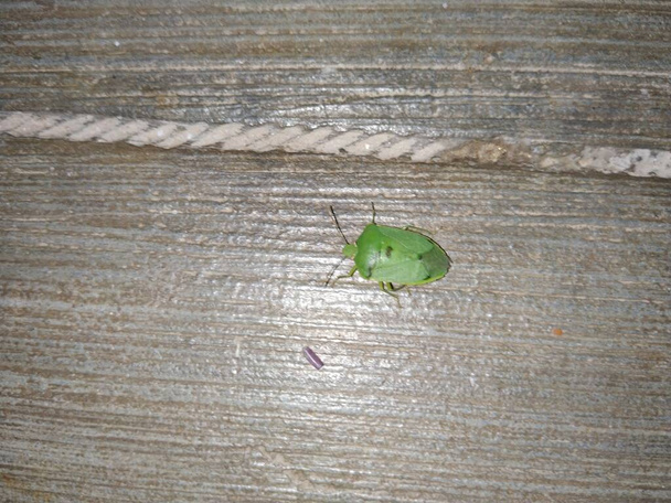 Yeşil Kokulu Böcek 'in gece vakti evin hemen dışında çekilmiş fotoğrafı. - Fotoğraf, Görsel