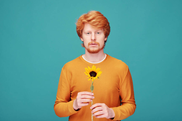 Portrait of calm young redhead man in orange sweater holding sunflower and smelling it against blue background - Фото, зображення
