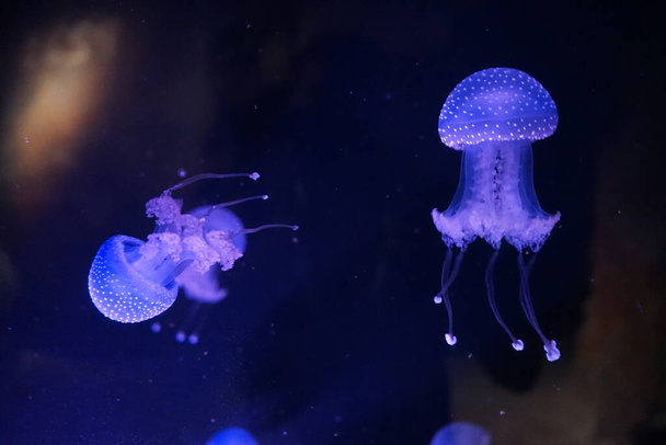Magníficas medusas a flutuar na água. Um mundo subaquático mágico. Qawra, Malta  - Foto, Imagem