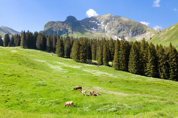 Paisaje vista de Gantrischseeli en el parque natural de Suiza, Paisaje natural con grupo de vacas lecheras pardas que duermen sobre hierba verde.En día despejado en el cielo de verano, para viajes y vacaciones. - Foto, imagen