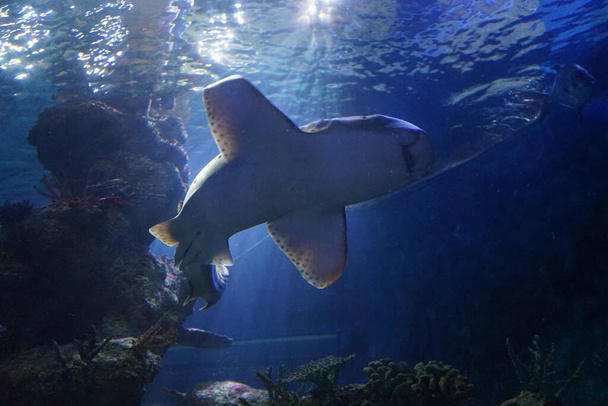 Tiburón en el agua. Increíble mundo submarino. Qawra, Malta  - Foto, imagen