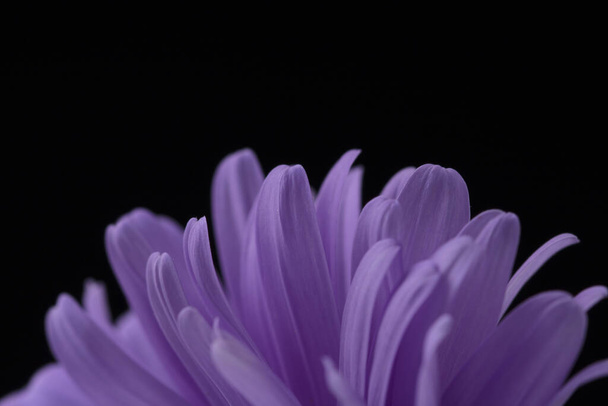 Aster petals isolated on black . Macro shot  - Fotó, kép