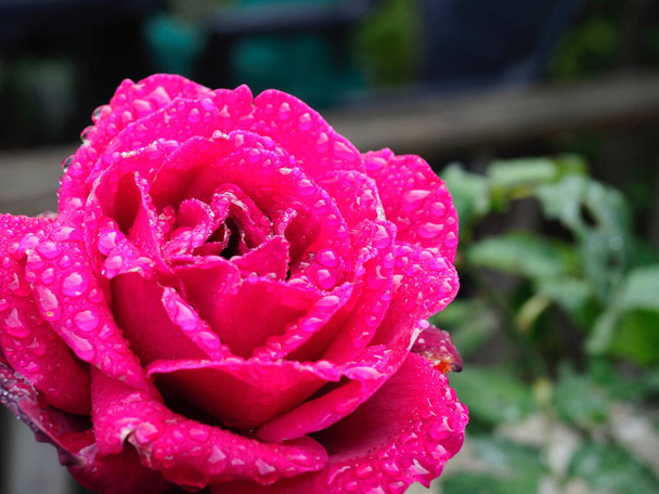 Üzerinde yağmur damlaları olan pembe bir çiçek. - Fotoğraf, Görsel