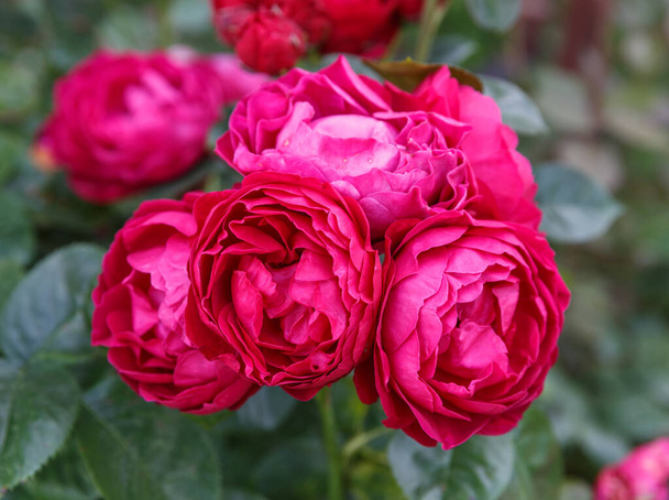 Floração rosa no jardim em um dia ensolarado. Rosa Ascot - Foto, Imagem