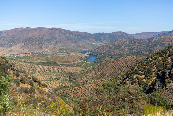 Πανοραμική άποψη του τυπικού τοπίου του Διεθνούς Πάρκου Douro, ορεινών περιοχών στη βόρεια Πορτογαλία, επίπεδα γεωργίας αμπελώνων, ελαιώνες... - Φωτογραφία, εικόνα