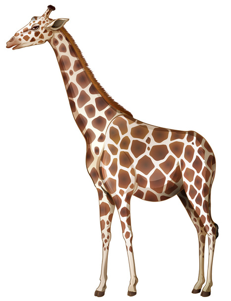 Una jirafa
 - Vector, Imagen