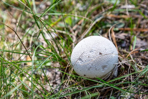 Small white mushroom Lycoperdon puffball close-up grows in the grass in the forest. View from above. Horizontal orientation. High quality photo - Photo, Image