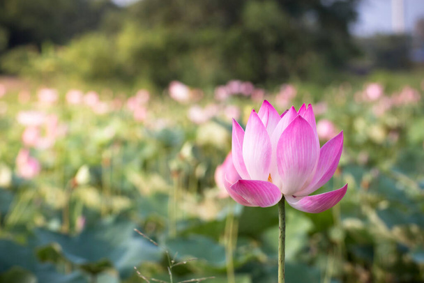 belle floraison de lotus rose dans la nature de la piscine, fleur d'eau de lis blosso - Photo, image