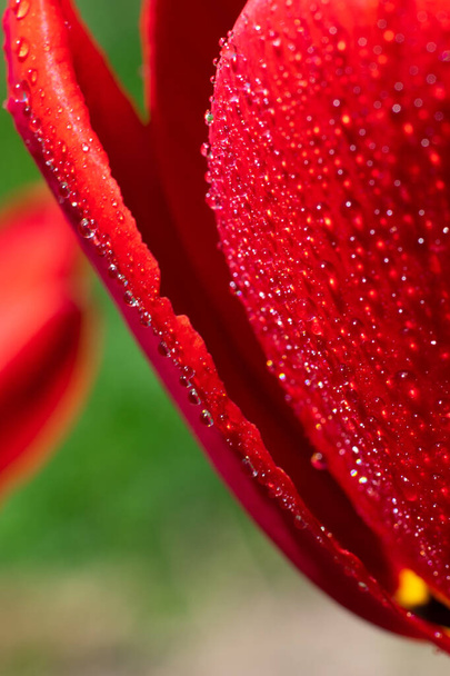 Vertical macro backdrop of sunlit red colored tulip floral. A lot of tiny dew drops on bright sunbeams. Sunlit tulip flower petals.  - Fotoğraf, Görsel