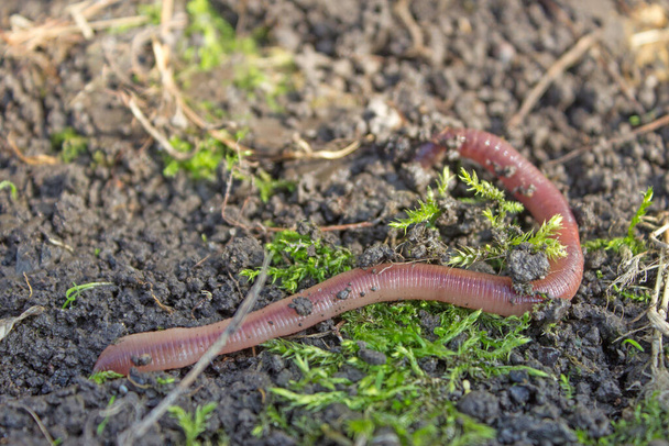 Earthworm creeps on the ground, close up - Photo, Image