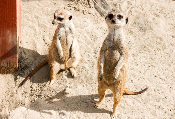 動物園の砂の上のmeerkat慎重な姿勢観察者が推測する - 写真・画像