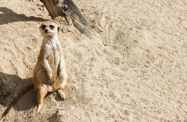 сурикат на песке в зоопарке внимательный наблюдатель осанки поверхности - Фото, изображение