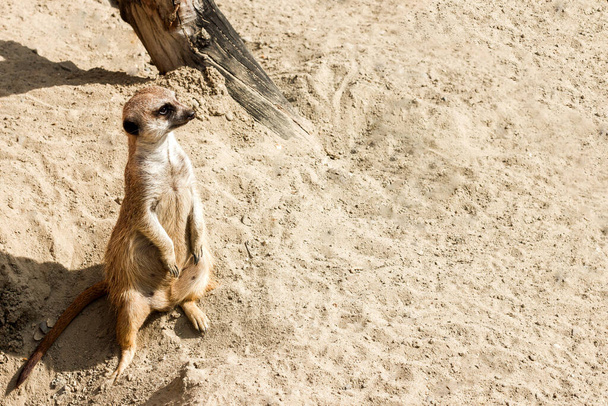 Erdmännchen im Sand im Zoo: Aufmerksame Haltungsbeobachter ersticken - Foto, Bild