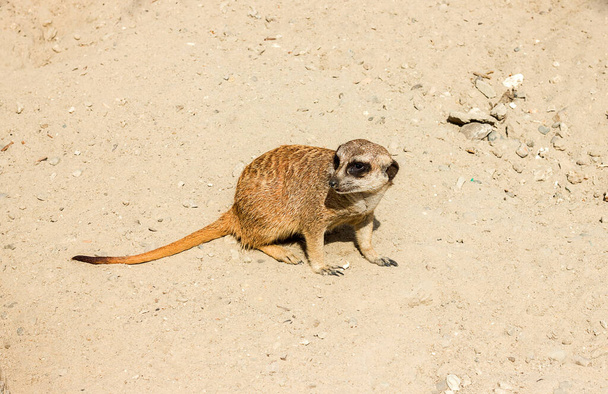 suricate del observador de postura cuidadoso del zoológico en la arena - Foto, Imagen