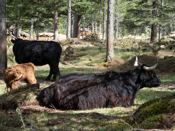 baba felföldi skót szőrös tehén anyával egy gazdaságban - Fotó, kép