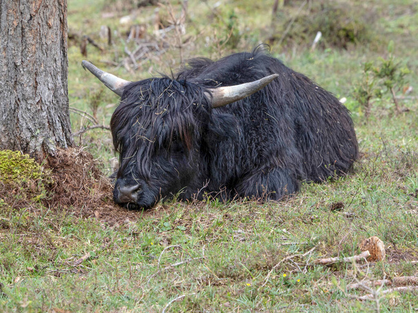 Highlander escocés peludo vaca yak detalle de cerca - Foto, imagen