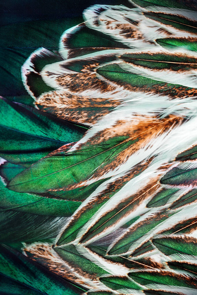 Ανοιχτά καφέ φτερά ενός πουλιού - Φωτογραφία, εικόνα